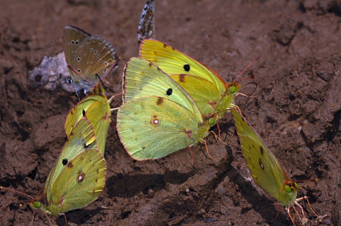 Eublemma ostrina